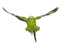 pappagallo - GIF animé gratuit