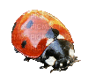 ladybug (created with gimp) - GIF animé gratuit