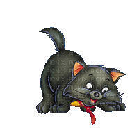 chaton gris - Бесплатный анимированный гифка