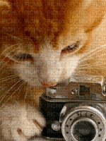 cats bp - Δωρεάν κινούμενο GIF