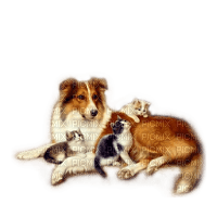 perro   i gatitos dubravka4 - Free PNG