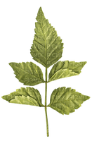 Kaz_Creations Deco Leaves Leafs - δωρεάν png