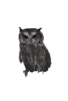 owl gif (created with gimp) - GIF เคลื่อนไหวฟรี