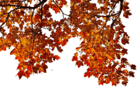 Ветка с  листьями - png ฟรี