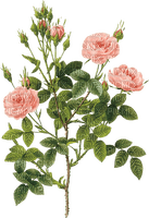 Розовые розы - zadarmo png