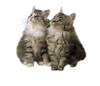 Kaz_Creations Cats Kittens - 無料png