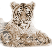 Y.A.M._Animals tiger sepia - ücretsiz png