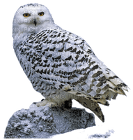 eule owl - gratis png