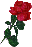 Роза - Darmowy animowany GIF