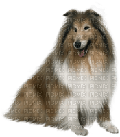 patrcia87 chien - Free PNG