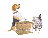 Chien et chat.Dog and Cat.Perro y Gato.Victoriabea - GIF animé gratuit