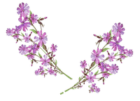set-lila-grön-blomma - Free PNG