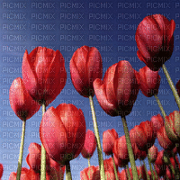 red tulips bg gif  rouge tulipes fond 🌷