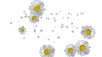 cvijeće - Nemokamas animacinis gif