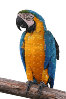 Perroquet ** - PNG gratuit