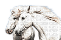 Rena white Horses weiße Pferde Animals - png gratis
