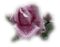 ruža - besplatni png