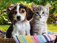 chien ou chat - 免费PNG