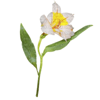 Flower - nemokama png