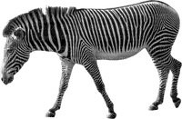 Kaz_Creations Zebra - PNG gratuit