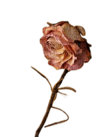 Verwelkte Rose - ücretsiz png
