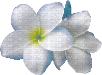 Plumeria - Gratis animeret GIF