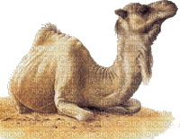 chameau - Darmowy animowany GIF