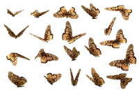 butterfly buunch - gratis png