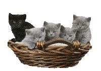 cat chat katze basket sweet deco  fun tube animal animals - Ingyenes animált GIF