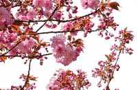 cherry blossom, kirsikankukka - png ฟรี
