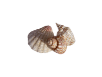 sea shells bp - darmowe png