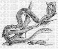 serpent - 免费PNG