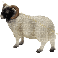 får-djur--sheep--animal - zdarma png