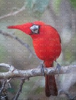 BIRD RED CARDINAL - nemokama png