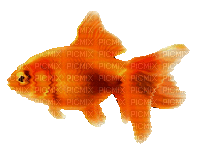 Рыба - Nemokamas animacinis gif