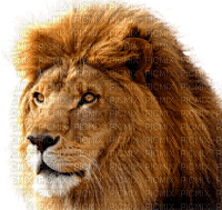 Kaz_Creations Lion - zdarma png