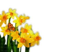 Rena Narzissen Flowers Deco - ücretsiz png