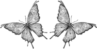 chantalmi butterfly papillon  gris grey