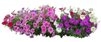 kwiaty - PNG gratuit