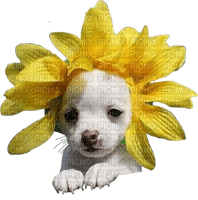 dog sunflowers chien tournesol - PNG gratuit