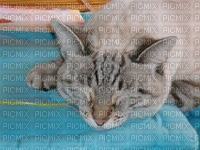 mon chat - 無料png