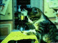 MMarcia gif gato costureiro - GIF animado gratis