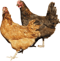 Kaz_Creations Chicken - zdarma png