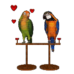 love birds2 - GIF animado grátis