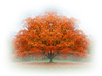 Baum Herbst - bezmaksas png