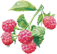 Fruit. Raspberry. Leila - ilmainen png