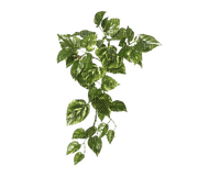 plant - 免费PNG