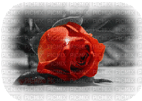 fiori - Ingyenes animált GIF