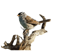 Bird.Oiseau.birds.branche.branch.Victoriabea - GIF animé gratuit