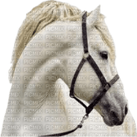 horse head bp - PNG gratuit